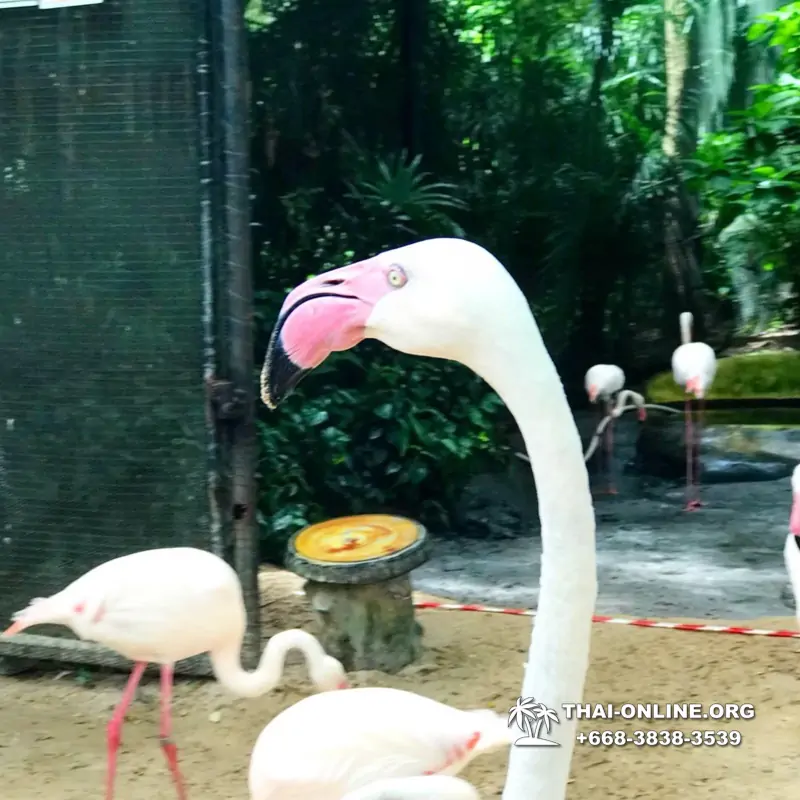 Khao Kheow Open Zoo excursion in Thailand Pattaya photo 310