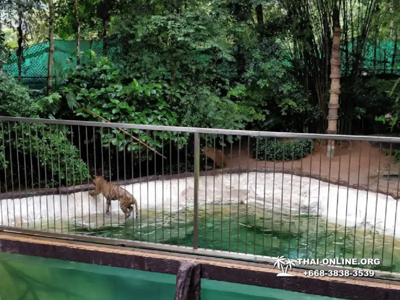 Khao Kheow Open Zoo guided tour from Pattaya Thailand photo 379
