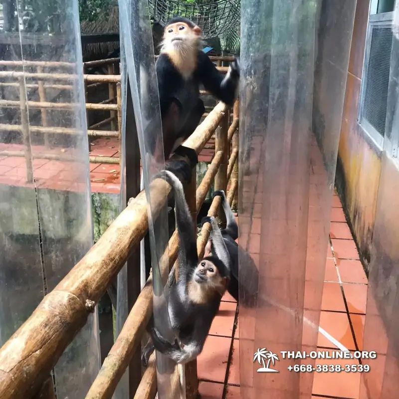 Khao Kheow Open Zoo excursion in Thailand Pattaya photo 249
