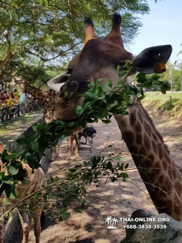 Khao Kheow Open Zoo excursion in Thailand Pattaya photo 215