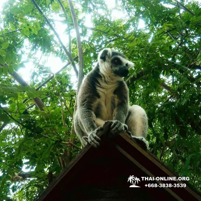 Khao Kheow Open Zoo guided tour from Pattaya Thailand photo 48
