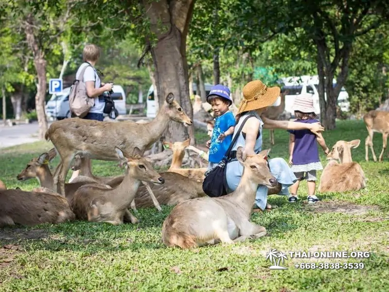 Khao Kheow Open Zoo guided tour from Pattaya Thailand photo 41