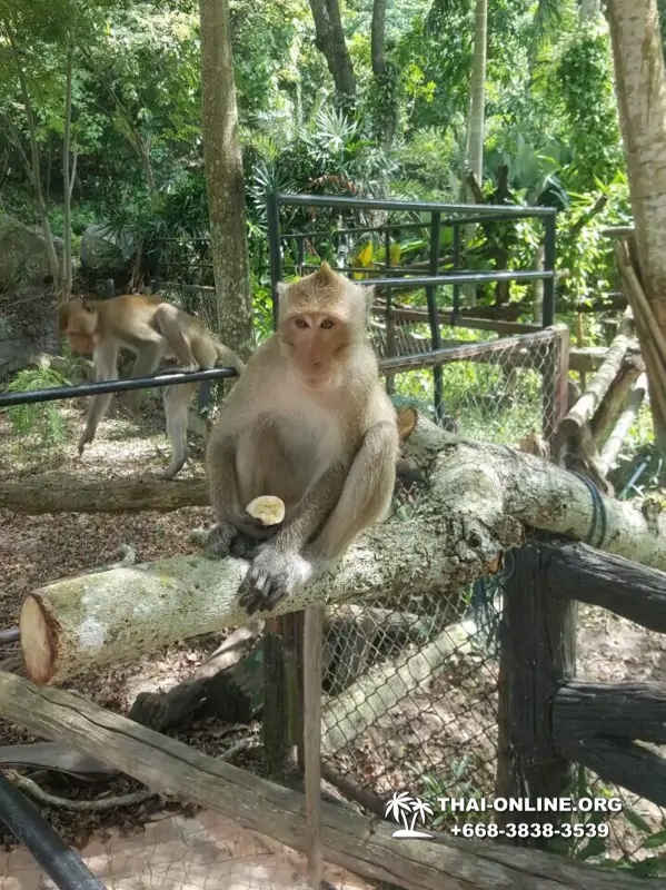 Khao Kheow Open Zoo guided tour from Pattaya Thailand photo 51
