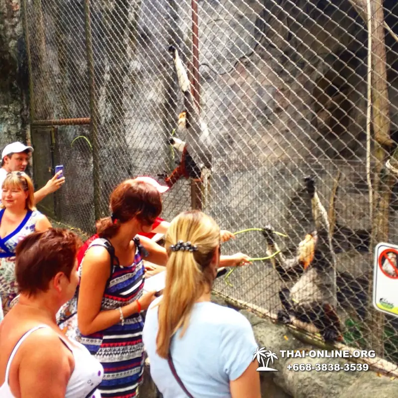 Khao Kheow Open Zoo guided tour from Pattaya Thailand photo 23