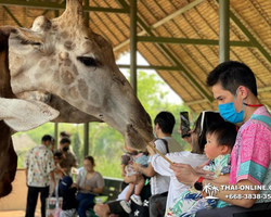 Safari World in Bangkok transfer from Pattaya Thailand photo 64