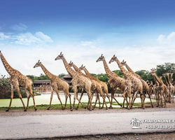Safari World in Bangkok transfer from Pattaya Thailand photo 99