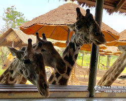 Safari World in Bangkok transfer from Pattaya Thailand photo 110