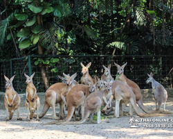 Safari World in Bangkok transfer from Pattaya Thailand photo 38