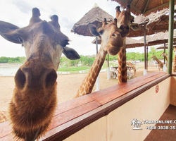 Safari World in Bangkok transfer from Pattaya Thailand photo 47