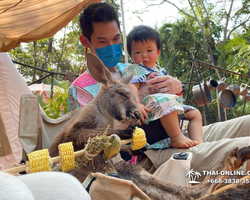 Safari World in Bangkok transfer from Pattaya Thailand photo 67