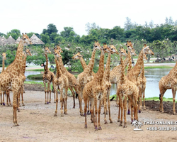 Safari World in Bangkok transfer from Pattaya Thailand photo 80