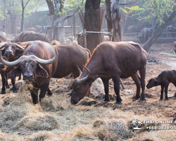 Safari World in Bangkok transfer from Pattaya Thailand photo 54