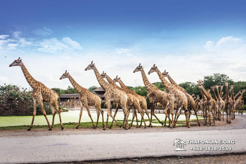 Safari World in Bangkok transfer from Pattaya Thailand photo 99