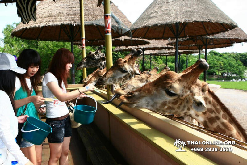 Safari World in Bangkok transfer from Pattaya Thailand photo 7