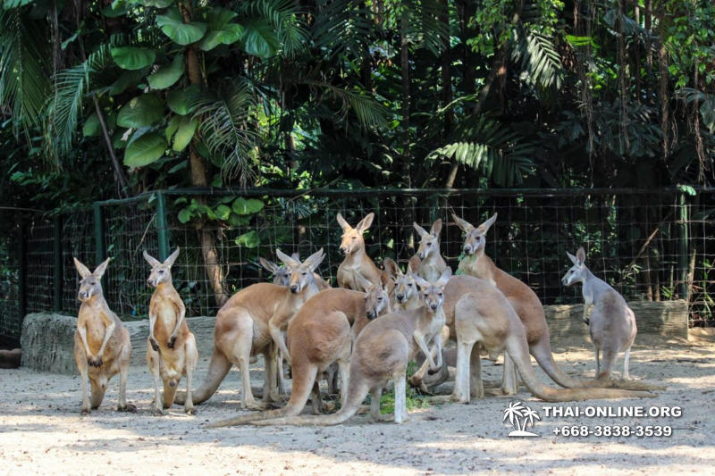 Safari World in Bangkok transfer from Pattaya Thailand photo 38