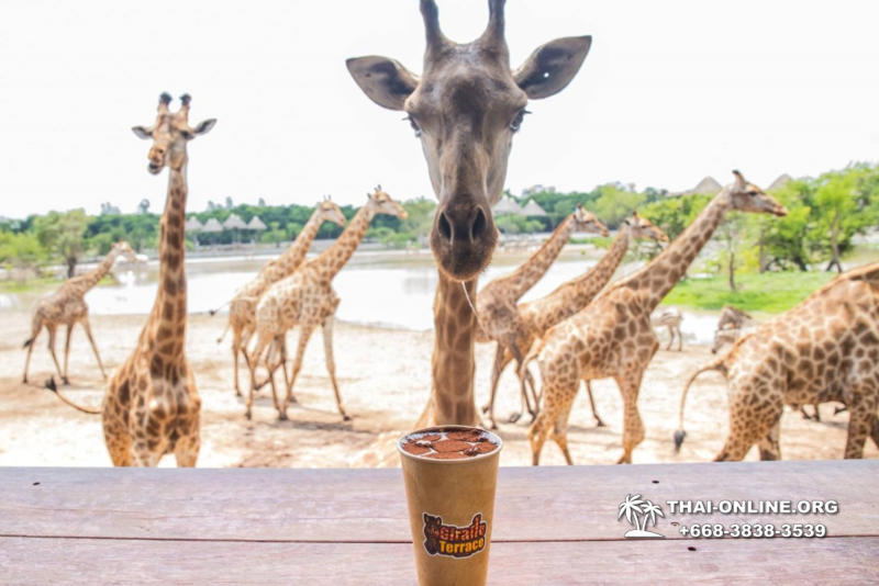 Safari World in Bangkok transfer from Pattaya Thailand photo 42