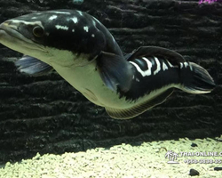 Monster Aquarium tour from Thailand Pattaya - photo 19