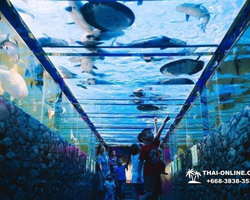 Monster Aquarium tour from Thailand Pattaya - photo 41