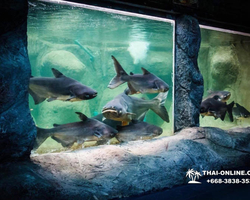 Monster Aquarium tour from Thailand Pattaya - photo 9