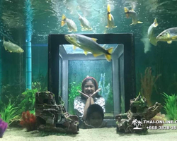 Monster Aquarium tour from Thailand Pattaya - photo 39