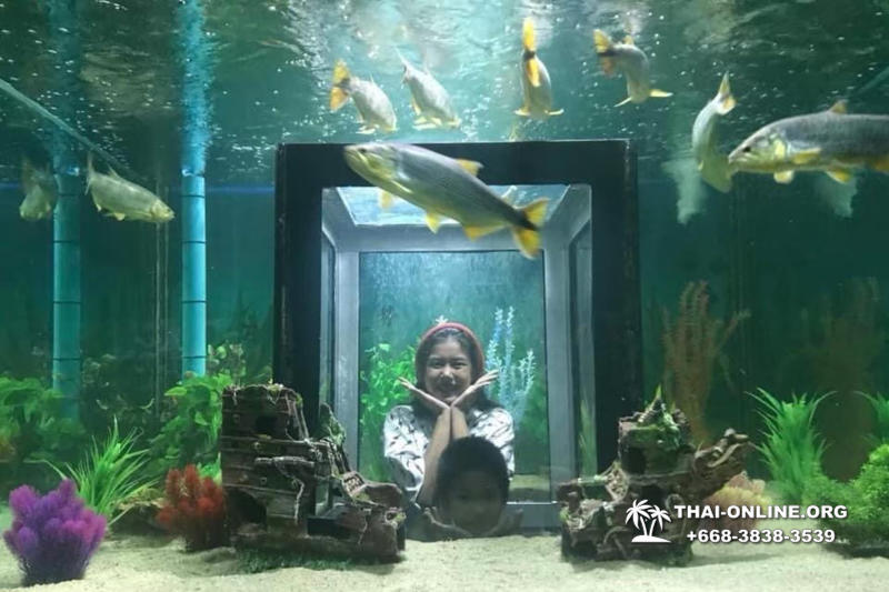 Monster Aquarium in Pattaya - photo 33