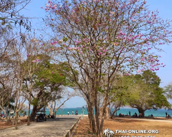 Koh Si Chang 1 day excursion in Pattaya Thailand photo 10
