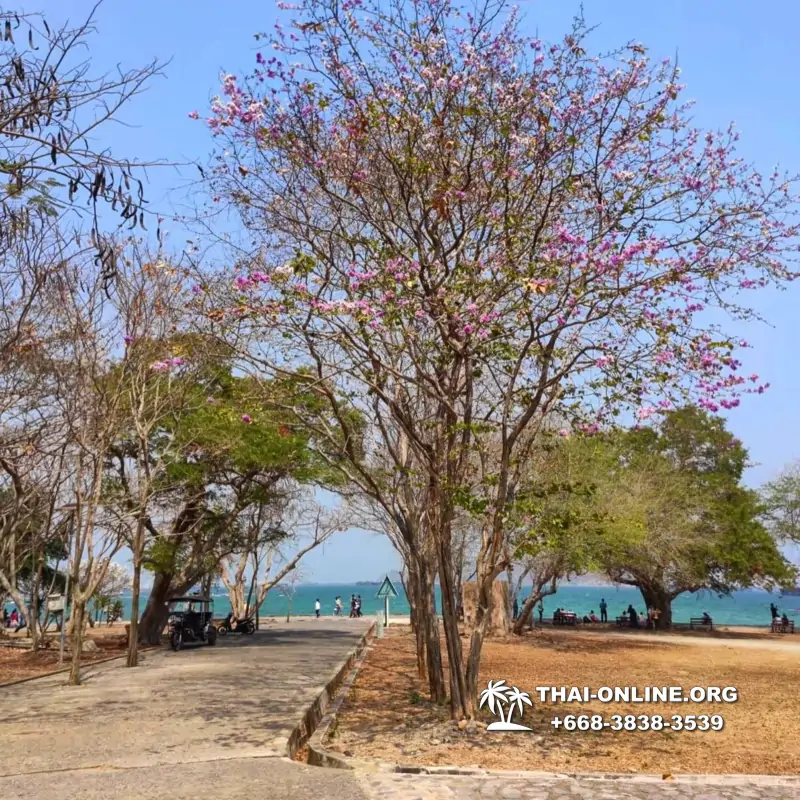 One day guided trip with Magic Thai Online travel agency from Pattaya to Koh Sichang, Lucky Island in Thailand Kingdom - photo 9