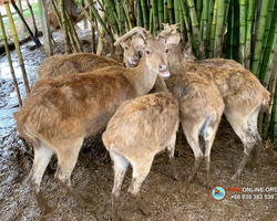 Thai Express one-day excursion Seven Countries n Pattaya photo 150