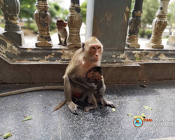 Thai Express 1 day excursion in Pattaya Thailand photo 16