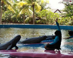 Pattaya Dolphin World show & swim with dolphins in Thailand photo 30