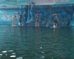 Pattaya Dolphin World show & swim with dolphins in Thailand photo 201