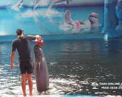 Pattaya Dolphin World show & swim with dolphins in Thailand photo 108