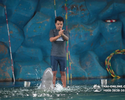 Pattaya Dolphin World show & swim with dolphins in Thailand photo 200