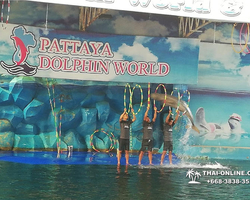 Pattaya Dolphin World show & swim with dolphins in Thailand photo 35
