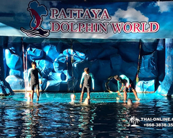 Pattaya Dolphin World show & swim with dolphins in Thailand photo 2