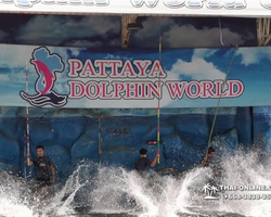Pattaya Dolphin World show & swim with dolphins in Thailand photo 134