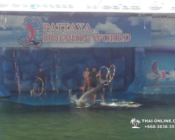Pattaya Dolphin World show & swim with dolphins in Thailand photo 217