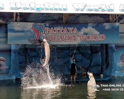 Pattaya Dolphin World show & swim with dolphins in Thailand photo 116