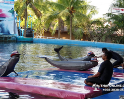 Pattaya Dolphin World show & swim with dolphins in Thailand photo 1