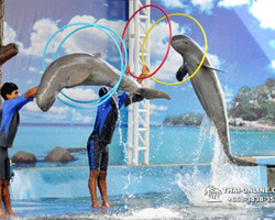 Pattaya Dolphin World show & swim with dolphins in Thailand photo 99