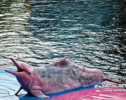 Pattaya Dolphin World show & swim with dolphins in Thailand photo 3