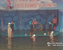 Pattaya Dolphin World show & swim with dolphins in Thailand photo 198