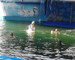 Pattaya Dolphin World show & swim with dolphins in Thailand photo 14