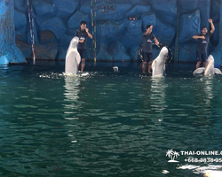 Pattaya Dolphin World show & swim with dolphins in Thailand photo 144