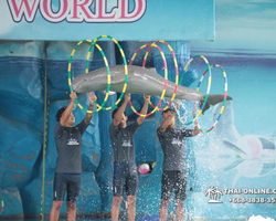 Pattaya Dolphin World show & swim with dolphins in Thailand photo 123