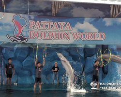 Pattaya Dolphin World show & swim with dolphins in Thailand photo 119