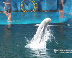 Pattaya Dolphin World show & swim with dolphins in Thailand photo 86