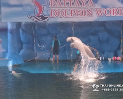 Pattaya Dolphin World show & swim with dolphins in Thailand photo 209
