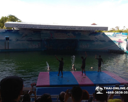 Pattaya Dolphin World show & swim with dolphins in Thailand photo 211