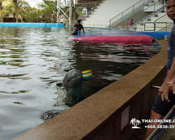 Pattaya Dolphin World show & swim with dolphins in Thailand photo 100